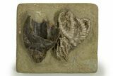 Fossil Crinoid and Gastropod Plate - Crawfordsville, Indiana #310199-1